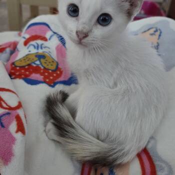 Dolly Parton -  Domestic Short Hair Cat for Adoption in Bryan, Texas - Dolly Parton | PetCurious
