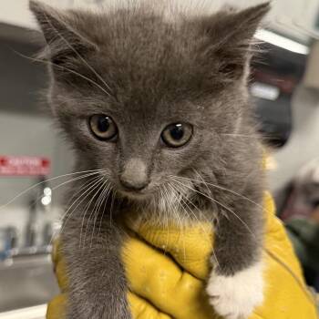 Paperclip -  Domestic Short Hair Cat Available for Adoption in Allentown, Pennsylvania - Paperclip | PetCurious