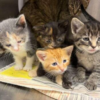 Unara -  Domestic Short Hair Cat for Adoption in Kingman, Kansas - Unara | PetCurious