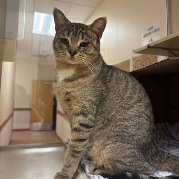 Rescue Domestic Short Hair Cats for Adoption in Ballston Spa, New York - Bonnie | PetCurious