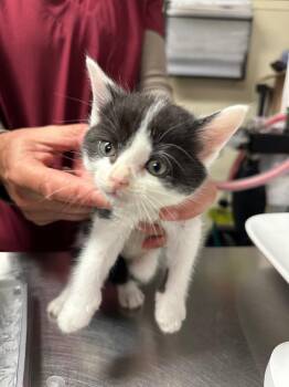 Midnight -  Domestic Short Hair Cat for Adoption in Trenton, New Jersey - Midnight | PetCurious