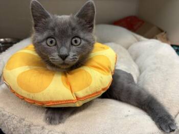PRIMO -  Domestic Short Hair Cat for Adoption in Loveland, Colorado - PRIMO | PetCurious