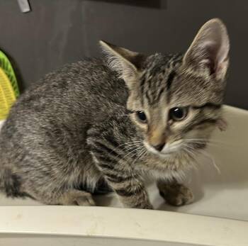 Praline -  Domestic Short Hair Cat for Adoption in Bolivar, Missouri - Praline | PetCurious