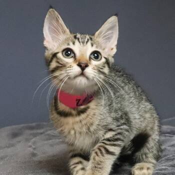 Zelda -  Domestic Short Hair Cat for Adoption in Lakeland, Florida - Zelda | PetCurious