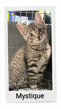 Mystique -  Domestic Short Hair Cat for Adoption in Caistor Centre, Ontario - Mystique | PetCurious