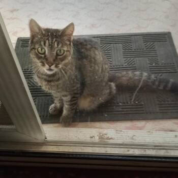 Dolly Purrton -  Domestic Short Hair Cat for Adoption in Las Vegas, Nevada - Dolly Purrton | PetCurious