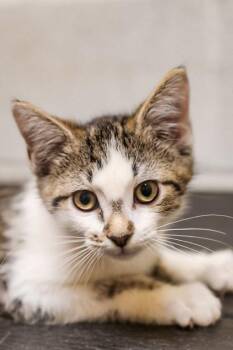 Binx -  Domestic Short Hair Cat for Adoption in Dothan, Alabama - Binx | PetCurious