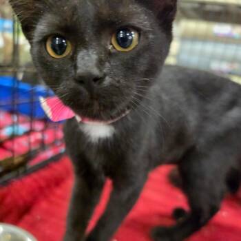 Kari -  Domestic Short Hair Cat for Adoption in Melrose, Florida - Kari | PetCurious