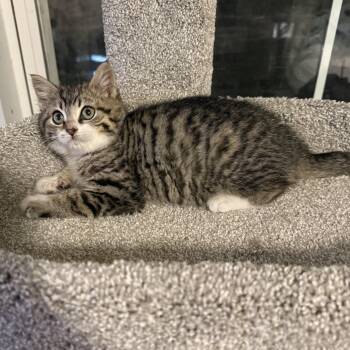 Domestic Short Hair Cats Available for Adoption - Snowbelle | PetCurious