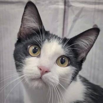 Rescue Tuxedo and Domestic Medium Hair Cats for Adoption in Huntley, Illinois - Butterfinger | PetCurious
