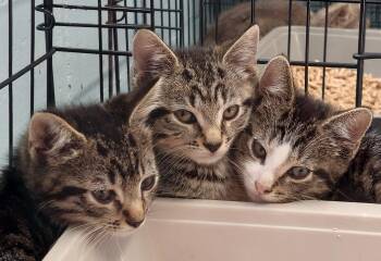 Hornbine Tabby Kittens -  Domestic Short Hair Cat for Adoption in Rehoboth, Massachusetts - Hornbine Tabby Kittens | PetCurious