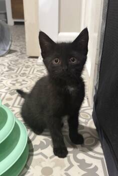 Olive -  Domestic Short Hair Cat for Adoption in East Amherst, New York - Olive | PetCurious