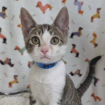 Domestic Short Hair Cats Available for Adoption in Laredo, Texas - Toast | PetCurious