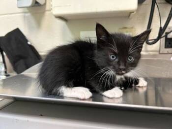 Rescue Domestic Short Hair Cats for Adoption in Gray, Louisiana - Clara | PetCurious