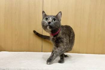 REMY -  Domestic Short Hair Cat Available for Adoption in Brentwood, Missouri - REMY | PetCurious