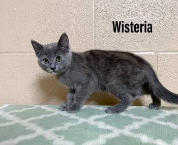 Wisteria -  Domestic Short Hair Cat for Adoption in Clearfield, Kentucky - Wisteria | PetCurious