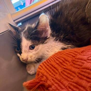 Grizzly -  Domestic Short Hair Cat for Adoption in Pauls Valley, Oklahoma - Grizzly | PetCurious