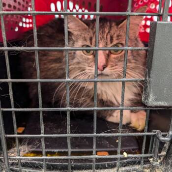 Emily Fraas -  Domestic Short Hair and Mixed Breed Cat for Adoption in Wakefield, Massachusetts - Emily Fraas | PetCurious