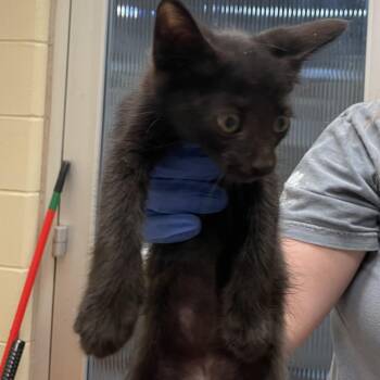 Colt 4070 -  Domestic Short Hair Cat for Adoption in Columbus, Georgia - Colt 4070 | PetCurious
