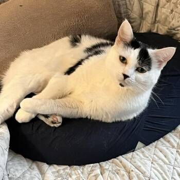 Panda -  Domestic Short Hair Cat for Adoption in West Richland, Washington - Panda | PetCurious