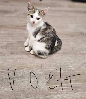 Rescue Domestic Short Hair Cats for Adoption in Morristown, Tennessee - Violette | PetCurious