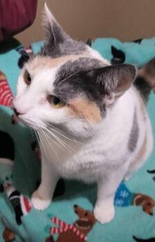 Rescue Domestic Short Hair Cats for Adoption in Sykesville, Maryland - Lauren | PetCurious