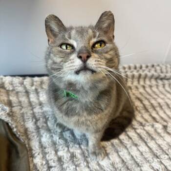 Domestic Short Hair Cats Available for Adoption in Fort Wayne, Indiana - Moonpie | PetCurious