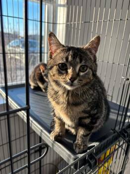 Domestic Short Hair Cats Available for Adoption - Susan From Accounting | PetCurious