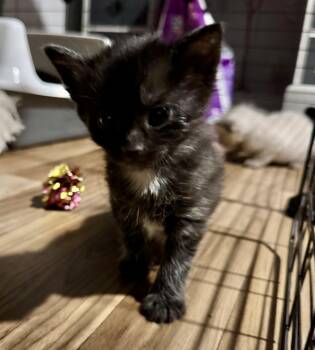 Domestic Short Hair Cats Available for Adoption in Port Washington, Wisconsin - Lzzy | PetCurious
