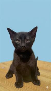 Domestic Short Hair Cats Available for Adoption in Jacksonville, Florida - COAL | PetCurious