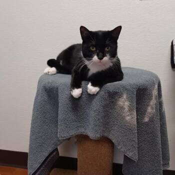 Nimbus -  Domestic Short Hair Cat for Adoption in Milan, Illinois - Nimbus | PetCurious