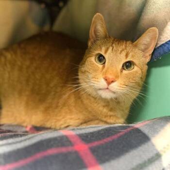 Domestic Short Hair Cats Available for Adoption in Owosso, Michigan - Ricky | PetCurious