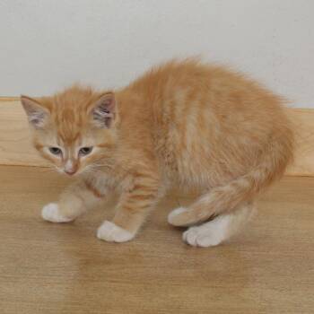 Domestic Short Hair Cats Available for Adoption in Minnetonka, Minnesota - Charmander C69602 | PetCurious