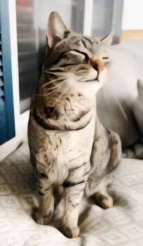 Tabby Cats Available for Adoption in Franklin, Tennessee - MR. KITTY | PetCurious