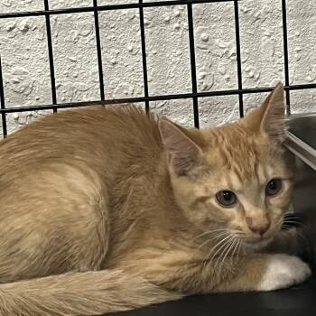 Polo -  Domestic Short Hair Cat for Adoption in Idaho Falls, Idaho - Polo | PetCurious