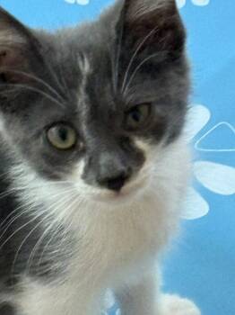 Twine -  Domestic Short Hair Cat for Adoption in Aurora, Colorado - Twine | PetCurious