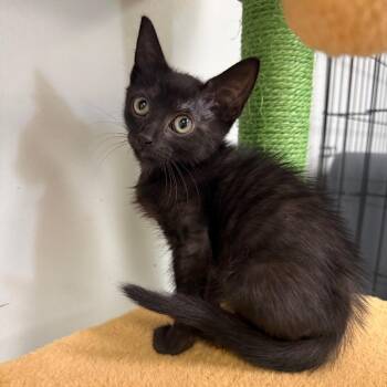Relish -  Domestic Short Hair Cat for Adoption in Houston, Texas - Relish | PetCurious