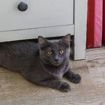 May -  Domestic Short Hair Cat for Adoption in Los Angeles, California - May | PetCurious