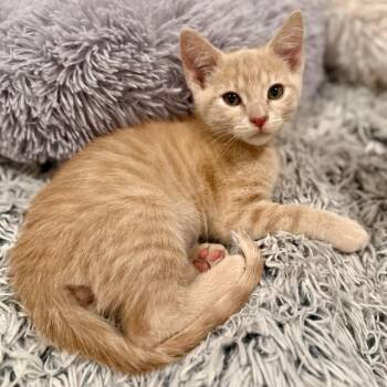 Apollo -  Domestic Short Hair Cat for Adoption in Millcreek, Utah - Apollo | PetCurious