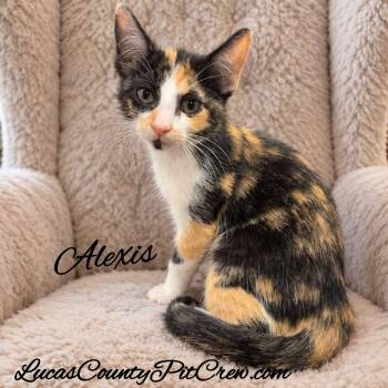 Alexis -  Calico and Domestic Short Hair Cat for Adoption in Toledo, Ohio - Alexis | PetCurious