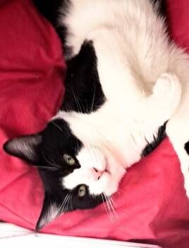 Torpedo -  Domestic Short Hair Cat for Adoption in Buffalo, New York - Torpedo | PetCurious