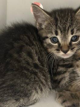 Schmidt -  Domestic Short Hair Cat for Adoption in Fruit Heights, Utah - Schmidt | PetCurious