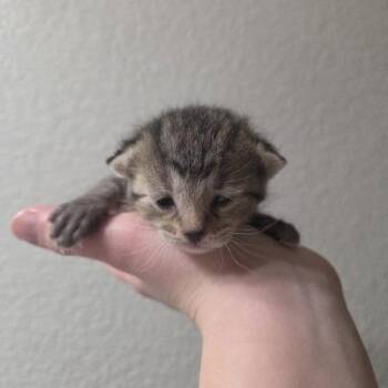 Domestic Short Hair Cats Available for Adoption in West Olive, Michigan - Pike Pole | PetCurious