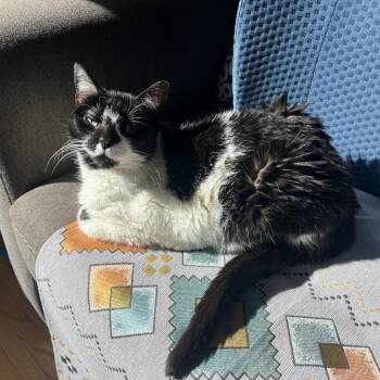 Ruby -  Domestic Short Hair Cat for Adoption in Fairport, New York - Ruby | PetCurious