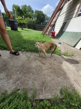 JAMIE -  Domestic Short Hair Cat for Adoption in San Antonio, Texas - JAMIE | PetCurious