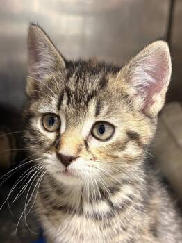 Domestic Short Hair Cats Available for Adoption in Fall River, Massachusetts - Macaroon | PetCurious