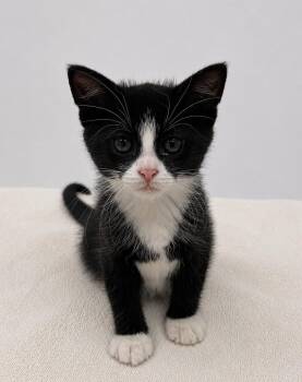Mohawk -  Domestic Short Hair Cat for Adoption in Saint Paul, Minnesota - Mohawk | PetCurious