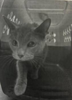 Shokupan -  Domestic Short Hair Cat for Adoption in Cincinnati, Ohio - Shokupan | PetCurious
