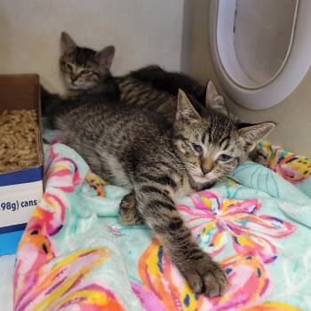 Sunscreen Brands 1 -  Domestic Short Hair Cat for Adoption in Westminster, California - Sunscreen Brands 1 | PetCurious