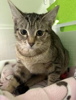 Amelie (ID 53481) -  Domestic Short Hair Cat for Adoption in Manassas, Virginia - Amelie (ID 53481) | PetCurious